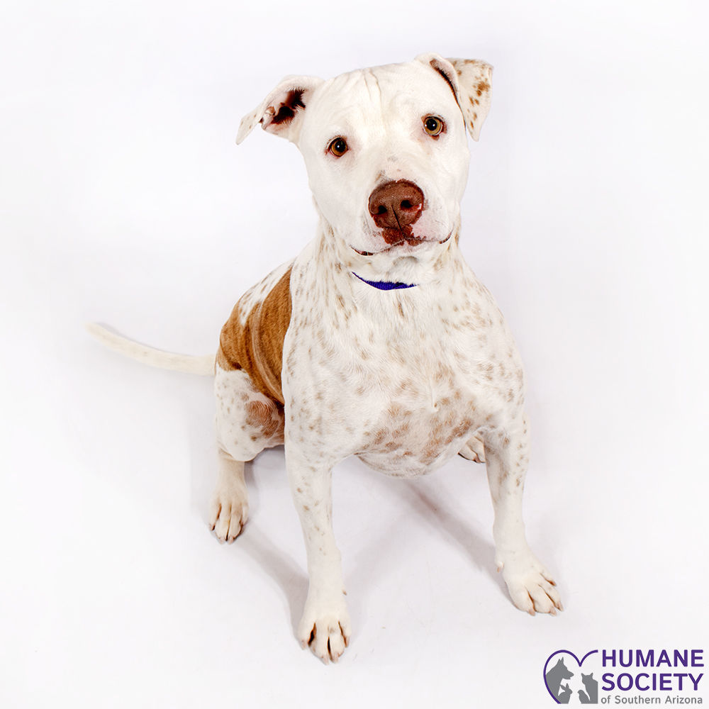 Adopt a friend: Chloe